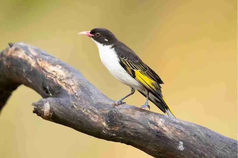 Australian Striped Honeyeater 8 Day Summer Outback Threatened Species Birding Tour Cunnamulla