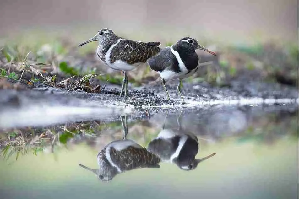 Australian painted snipe 8 Day Outback Threatened Species Summer Birding Tour