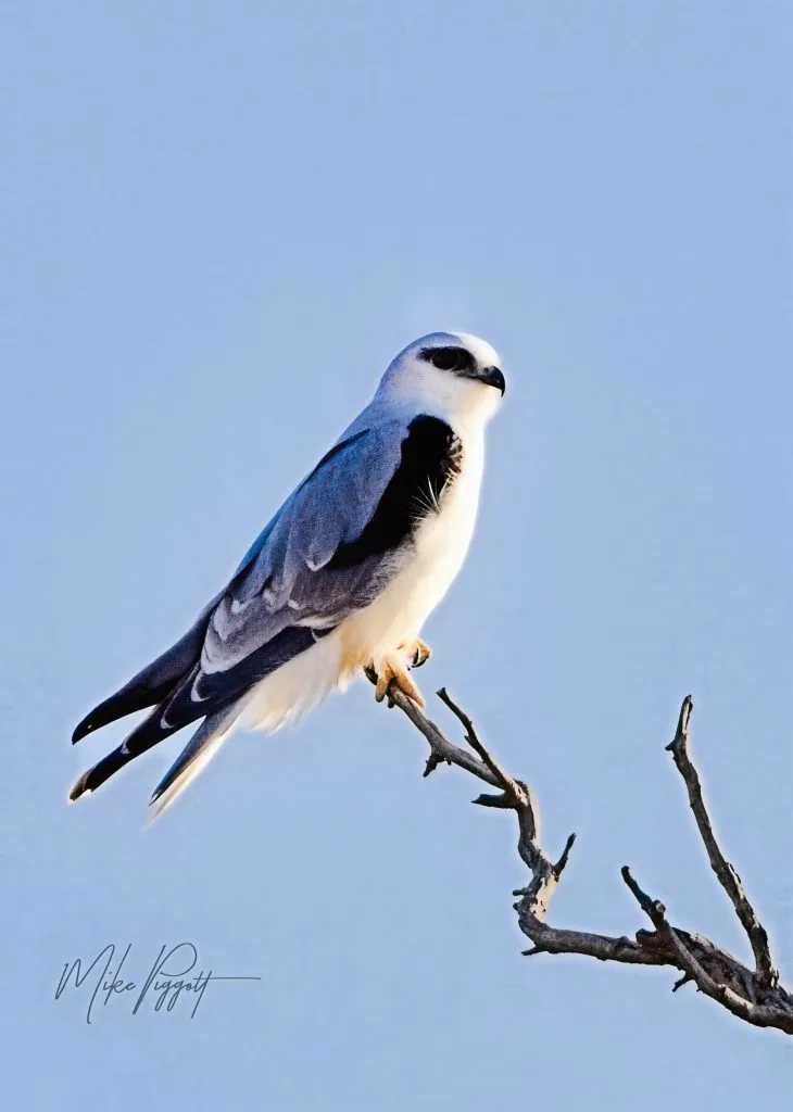 Black-shouldered Kite 4-Resize Black Shouldered Kit 8 Day Threatened Species Birding Tour Cunnamulla