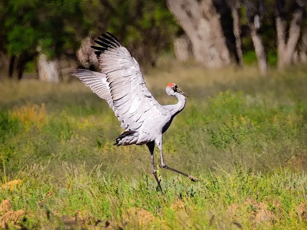 Brolga 2 Brolga 8 Day Outback Threatened Species Birding Tour Cunnamulla