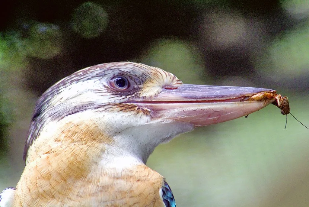 CookaburraDSCF2223 Kookaburra Birding Tour Cunnamulla