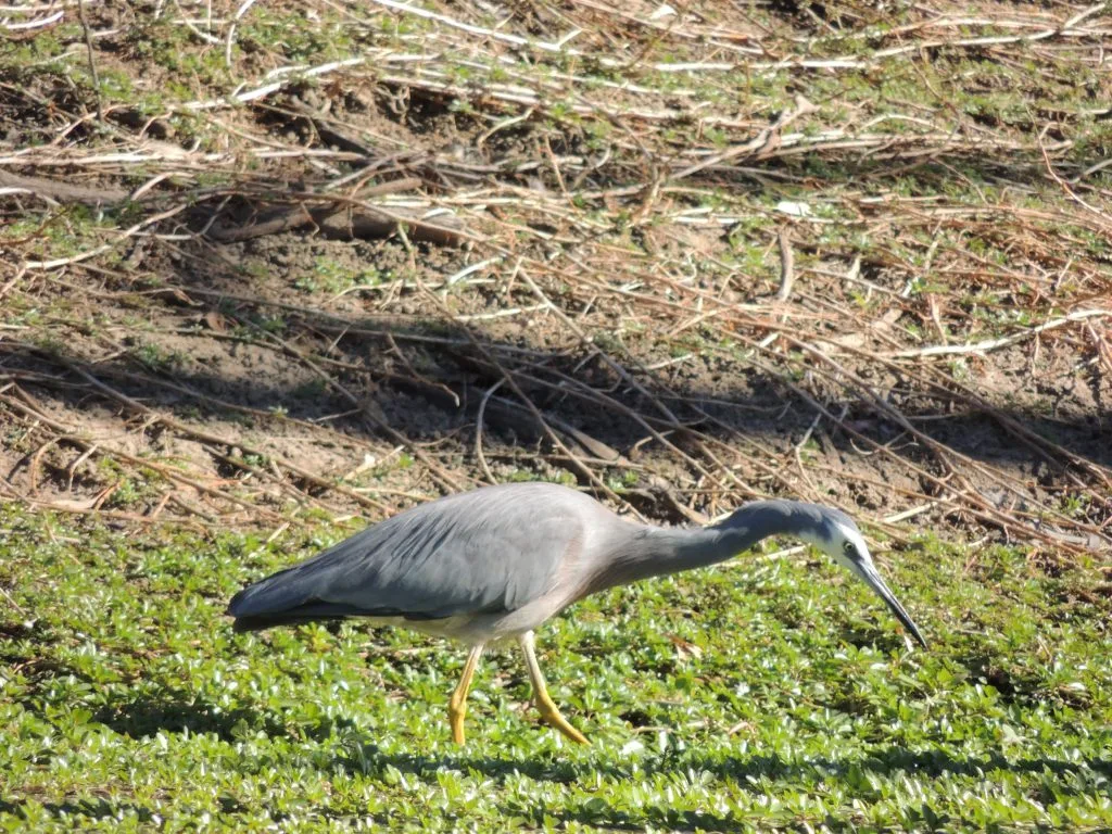 DSCN0579 Water Bird Cunnamulla Birding Tour