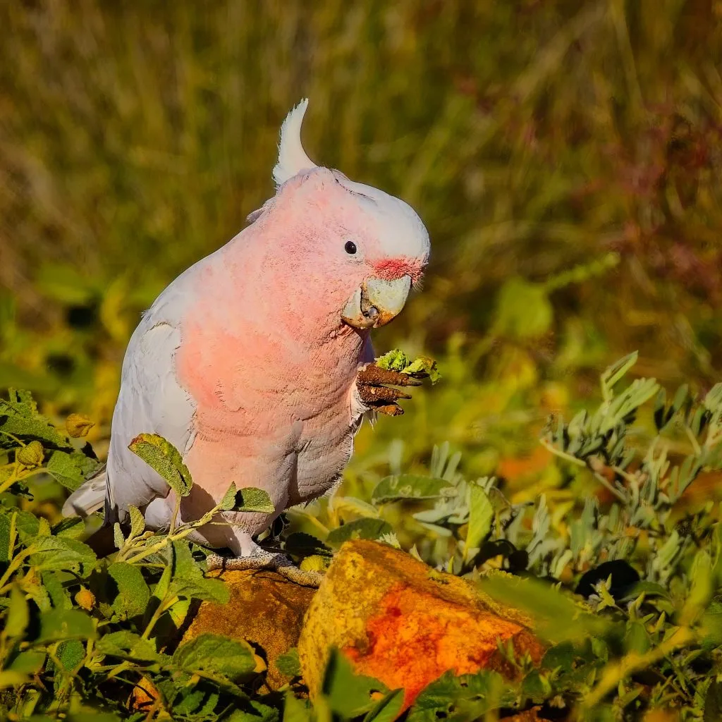 Pink Cockatoo 1 Pink Cockatoo Major Mitchell Cunnamulla