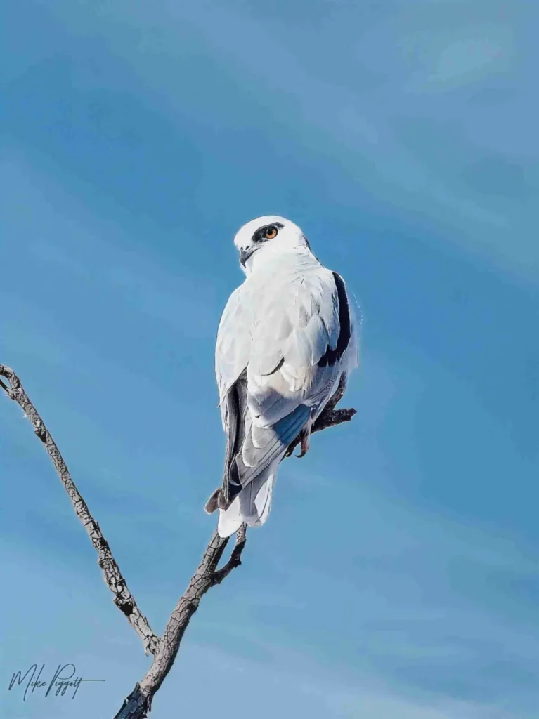 Black-shouldered Kite photographed in outback Queensland on the Cunnamulla birdwatching tour