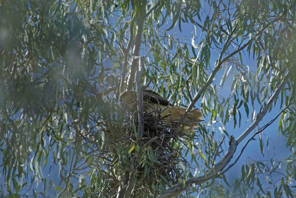 Birds of prey in outback Queensland on the Cunnamulla threatened species tour