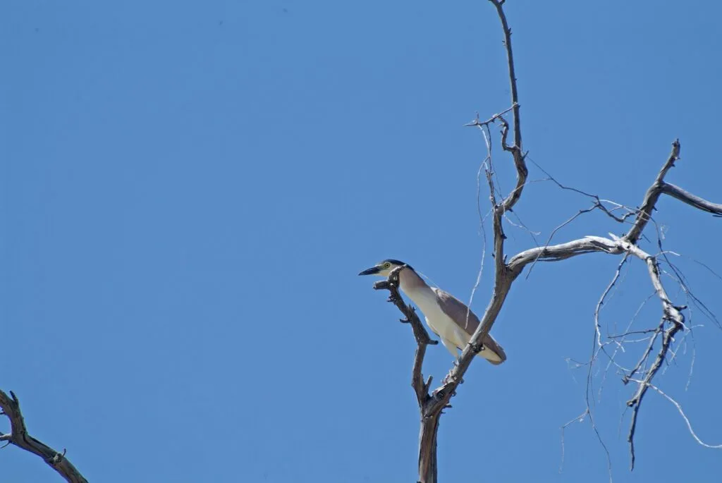 Outback Birdwatching Tour — Club Boutique Hotel Cunnamulla