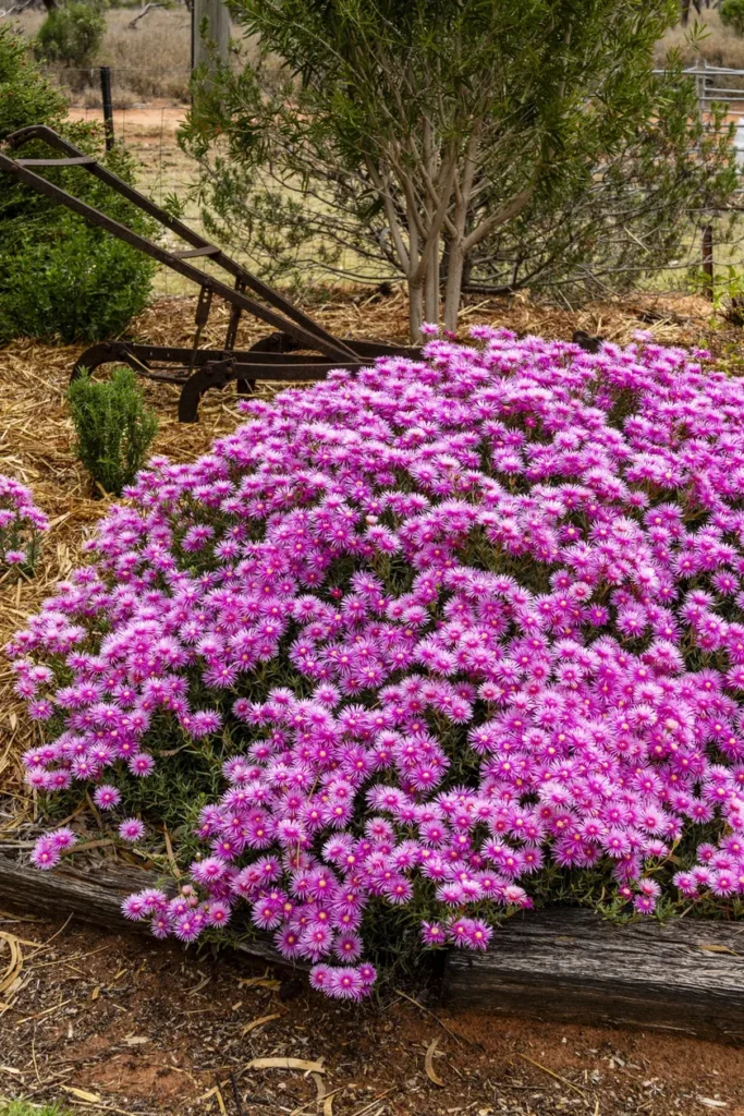 Francvillers Station private outback garden — a highlight of the Cunnamulla Garden Tour