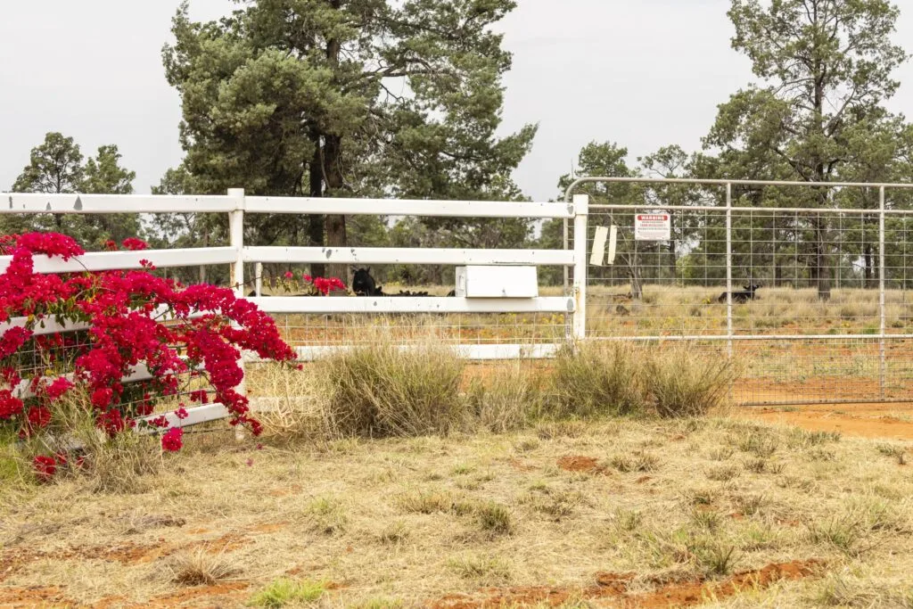 Outback Garden Tour — Club Boutique Hotel Cunnamulla