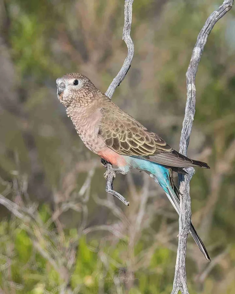 Bourke's Parrot photographed during the Cunnamulla outback birdwatching tour