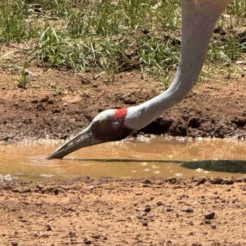 Brolga in outback Queensland spotted on the Cunnamulla birdwatching tour