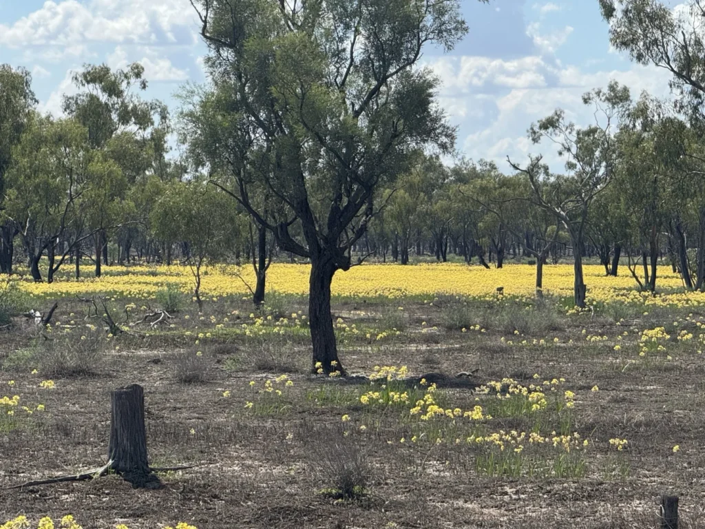 Outback wildflowers in bloom on the Cunnamulla botanical trail tour