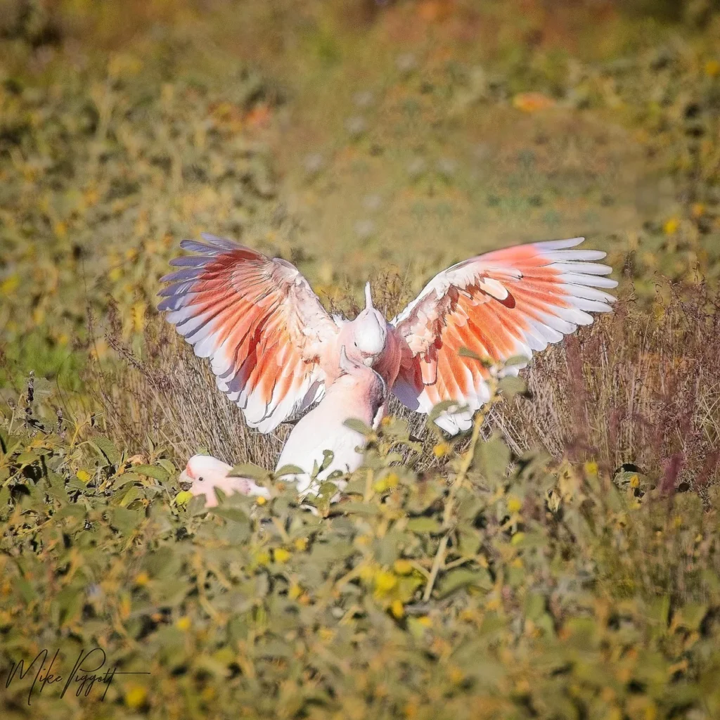 Pink Cockatoo (Major Mitchell's Cockatoo) — a target species on the Cunnamulla birdwatching tour
