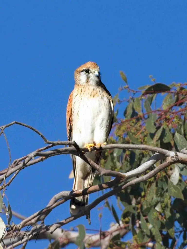 Nankeen Kestrel photographed during the Cunnamulla outback birdwatching tour