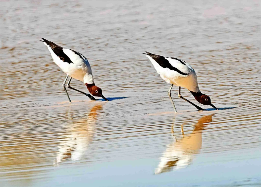 Red-necked Avocet spotted near Cunnamulla on the outback birdwatching tour