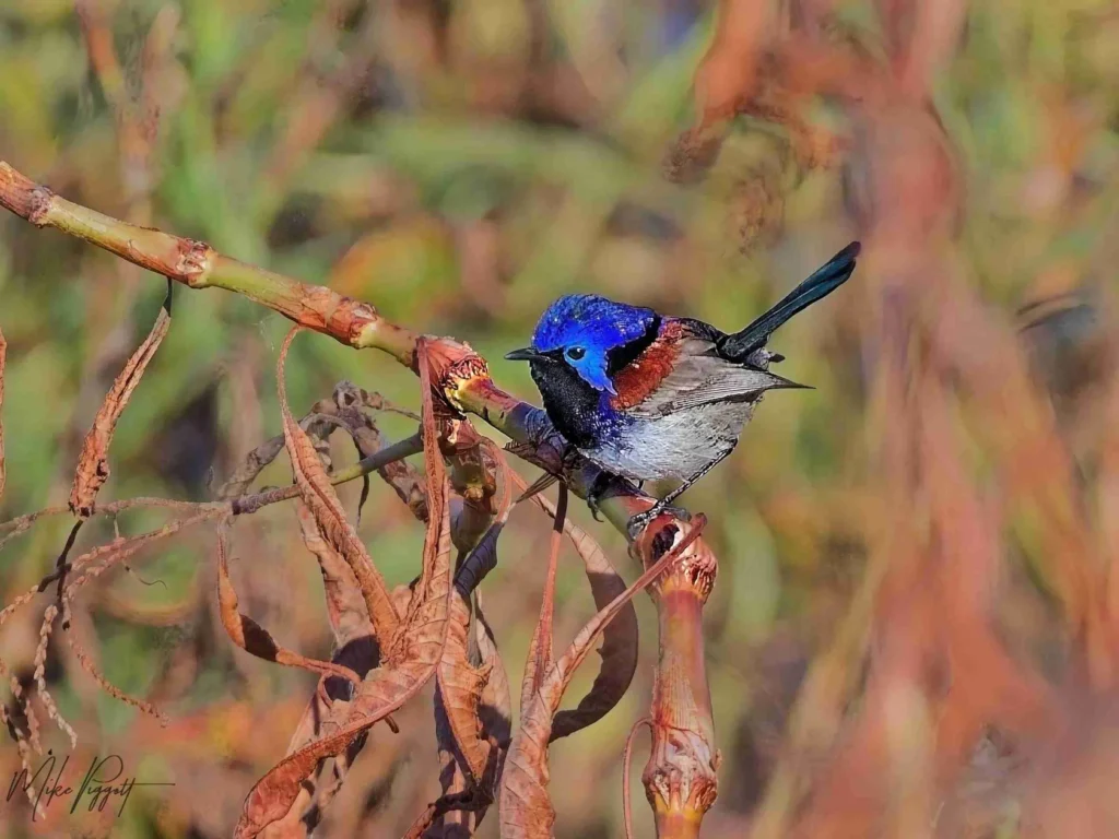Variegated Fairywren photographed during the Cunnamulla outback birdwatching tour