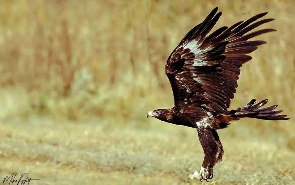Wedge-tailed Eagle photographed near Cunnamulla on the outback birdwatching tour