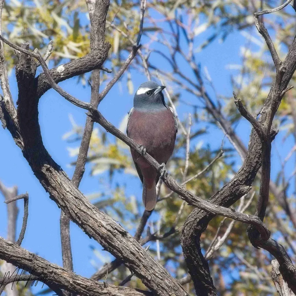 White-browed Woodswallow spotted during the Cunnamulla outback birdwatching tour