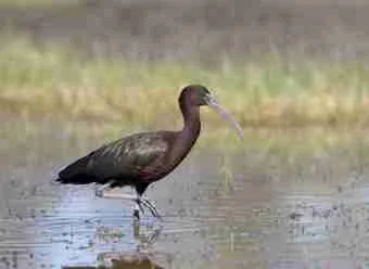 Glossy Ibis spotted on the Cunnamulla birdwatching tour