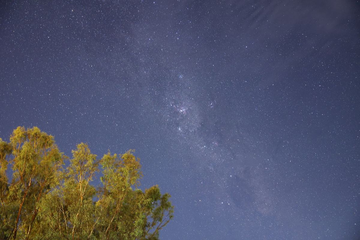 The Milky Way across a star-filled night sky above lit treetops.
