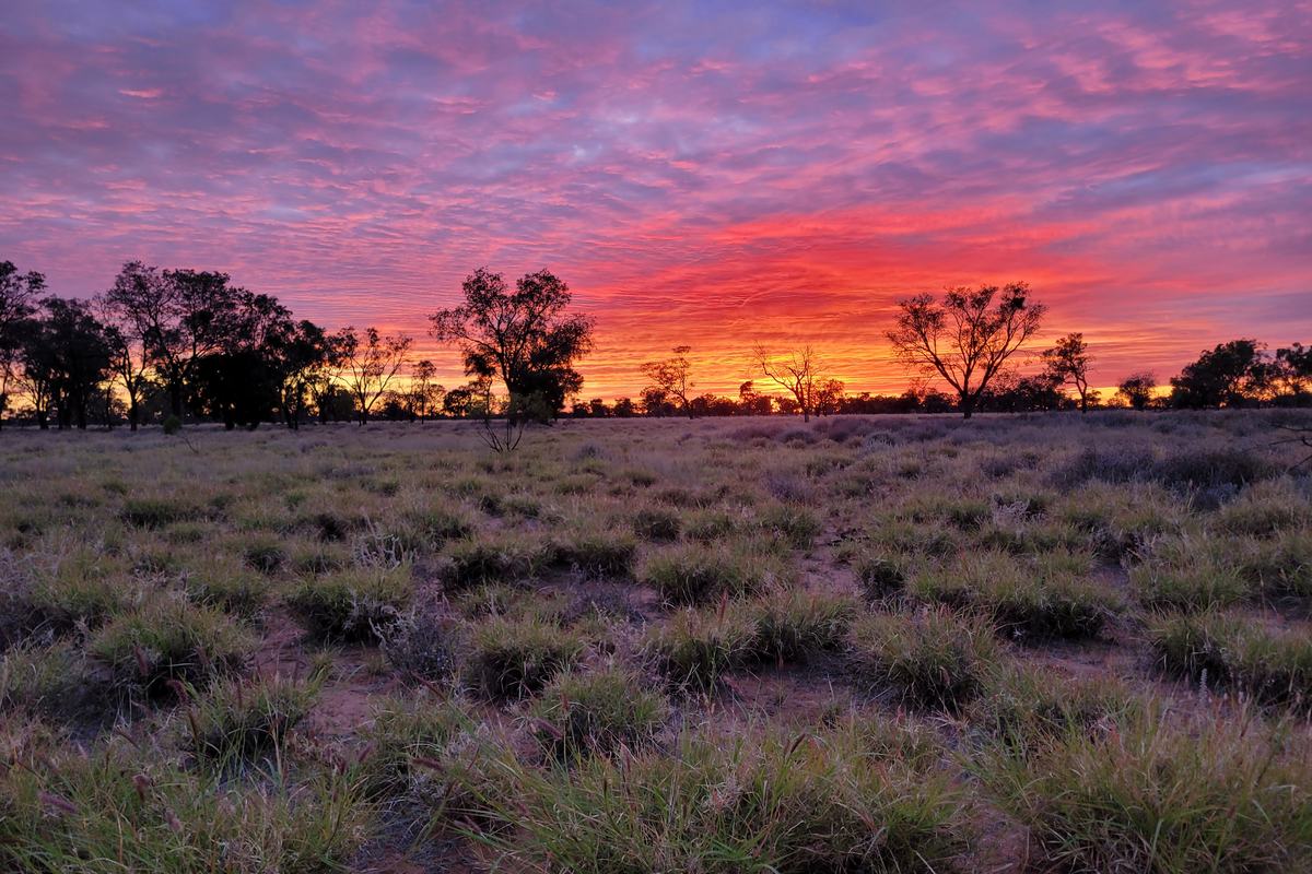 A pink and orange sunrise behind silhouetted trees over tussock grassland and red sand.