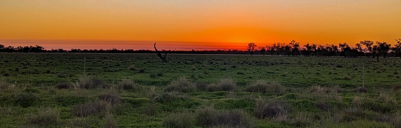 The sun on the horizon in an orange sky over a flat outback plain with a lone dead tree.
