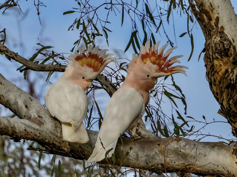 Two Pink Cockatoos with crests raised sit side by side on a pale gum branch.