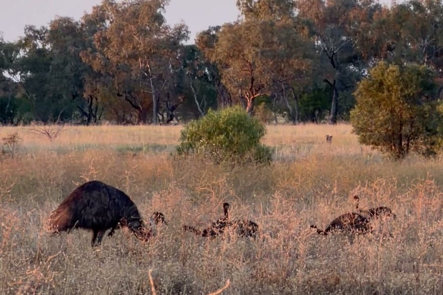 An emu leads a line of chicks through dry grass in the early light.