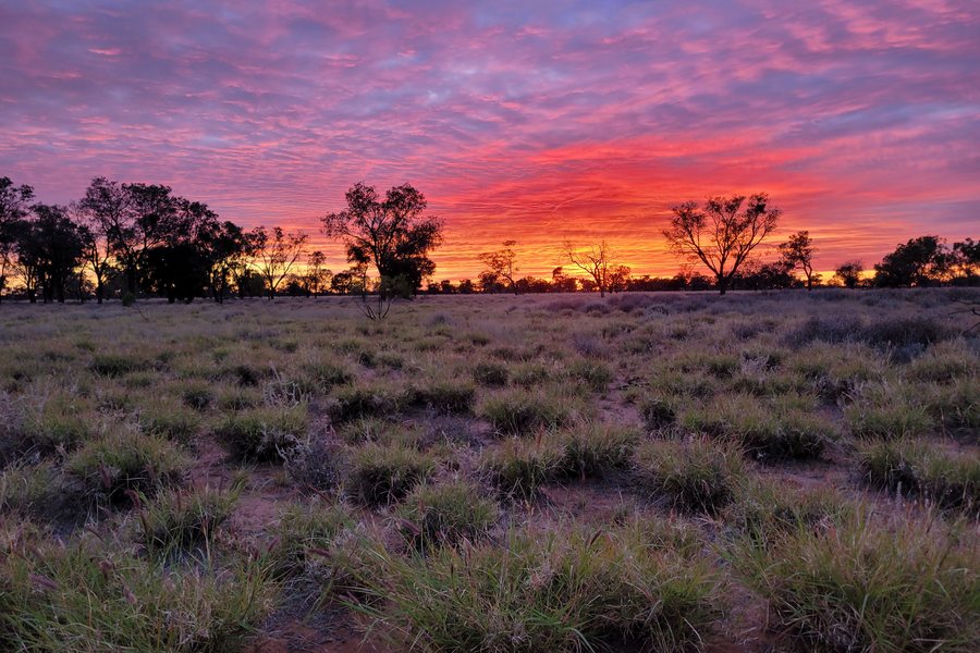 Pink and violet cloud at sunrise over a plain of grass and scattered trees.